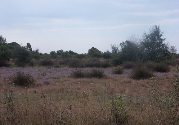 Camargue