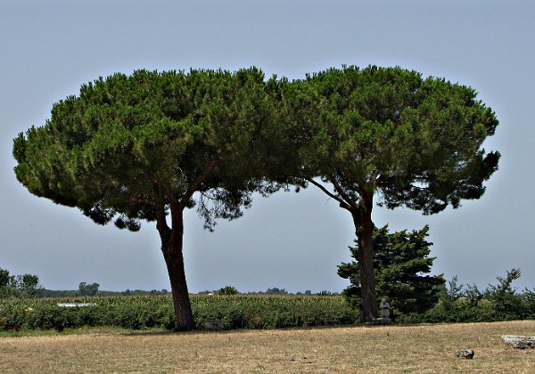Paestum